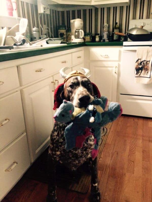 /Images/uploads/Southeast German Shorthaired Pointer Rescue/segspcalendarcontest2018/entries/9039thumb.jpg